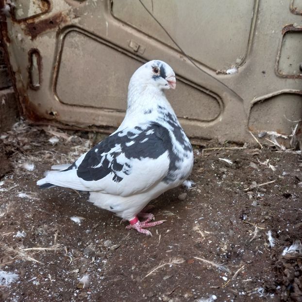 PERECHEA 6 femelă 2018 - AMERICAN GIANT HOMER VÂNDUȚI