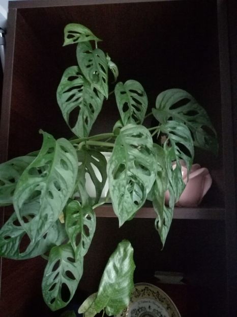  - Philodendron