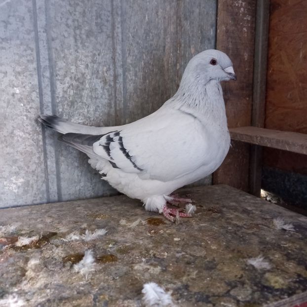 FEMELĂ 2020 - ALBAȘTRI AZUR