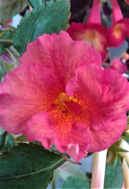  - 000012 ACHIMENES