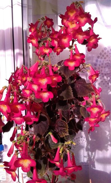  - 000012 ACHIMENES