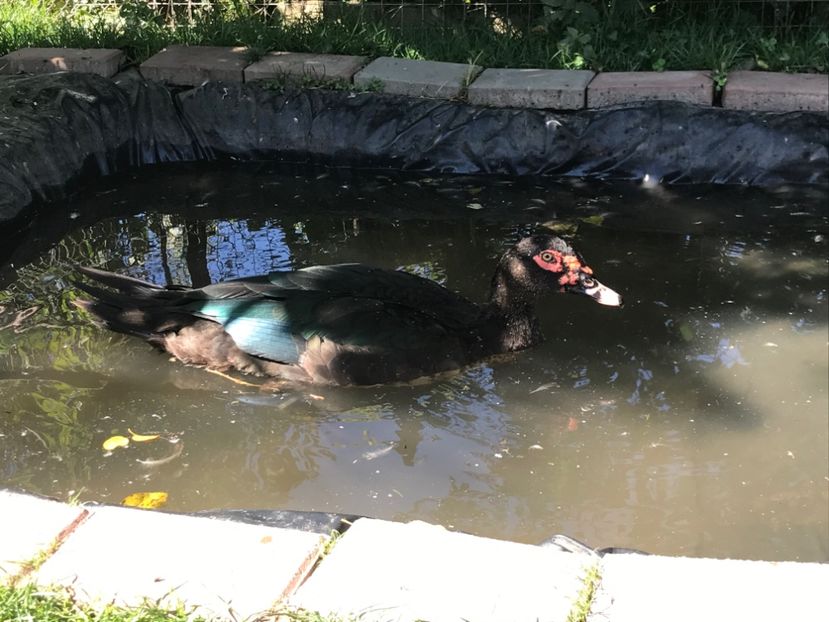 F1 - Negru salbatic - a - Rate lesesti varietatea ripple ciocolatiu