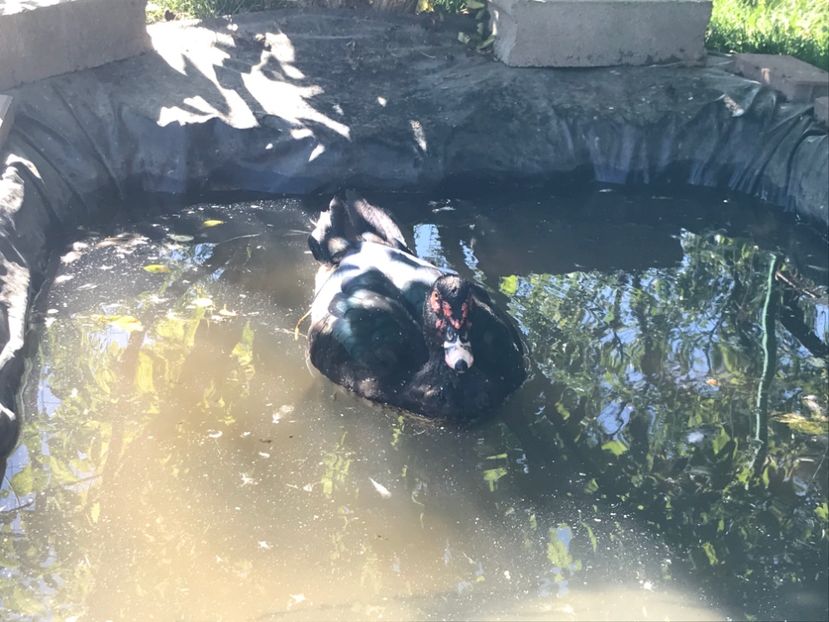 F1 - Negru salbatic - a - Rate lesesti varietatea ripple ciocolatiu