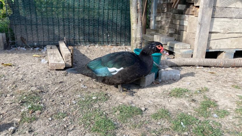 Negru salbatic - b - Rate lesesti 2022