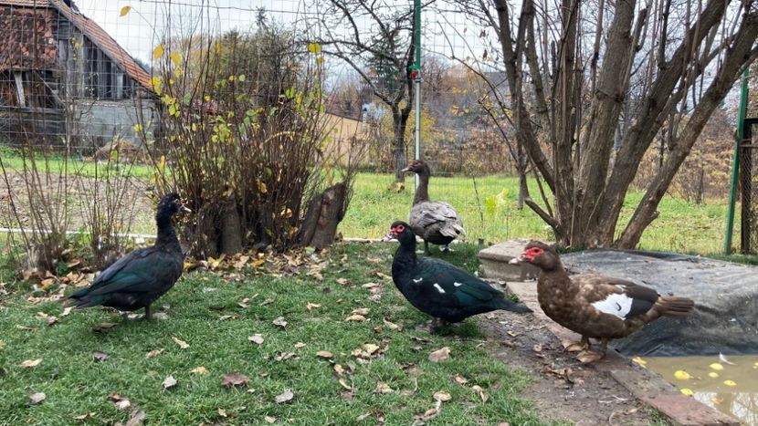  - b - Rate lesesti 2022