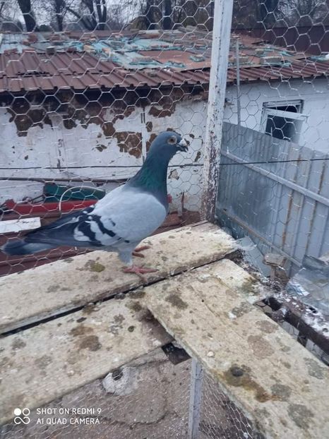  - Voiajori stil vechi