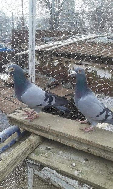  - Voiajori stil vechi