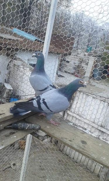  - Voiajori stil vechi