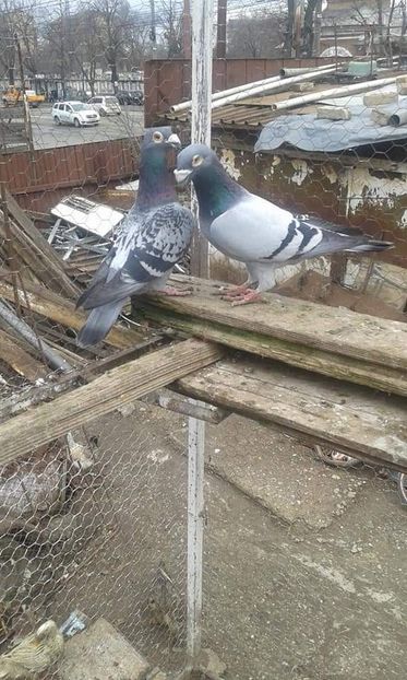  - Voiajori stil vechi