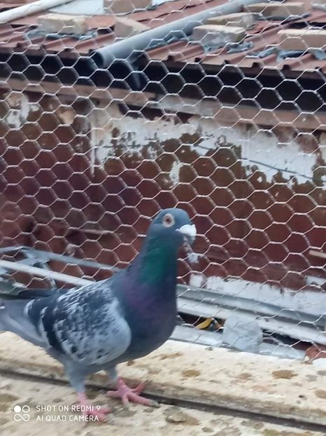  - Voiajori stil vechi