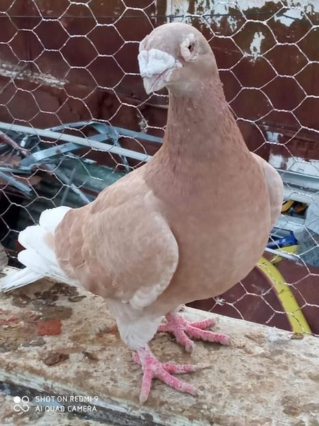  - Voiajori stil vechi