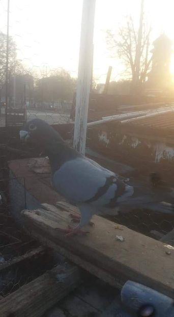  - Voiajori stil vechi