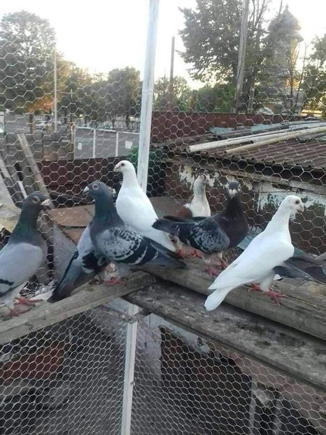  - Voiajori stil vechi