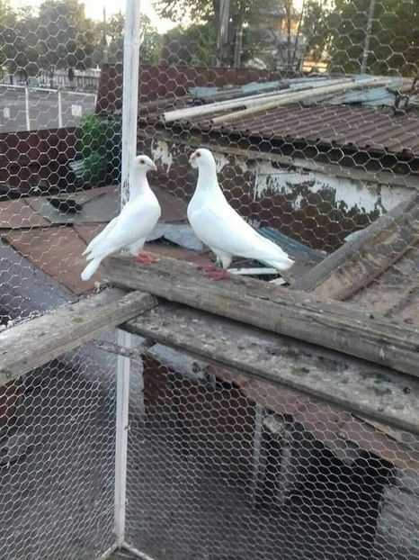  - Voiajori stil vechi