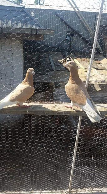  - Voiajori stil vechi