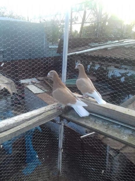  - Voiajori stil vechi