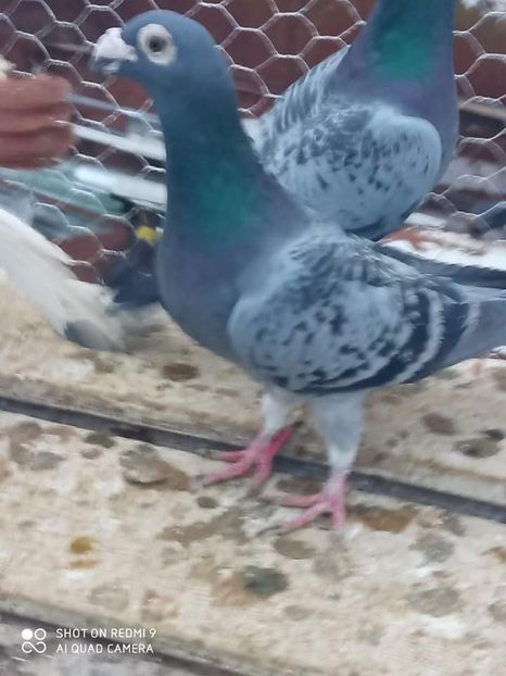  - Voiajori stil vechi