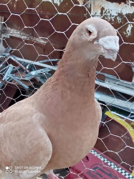  - Voiajori stil vechi