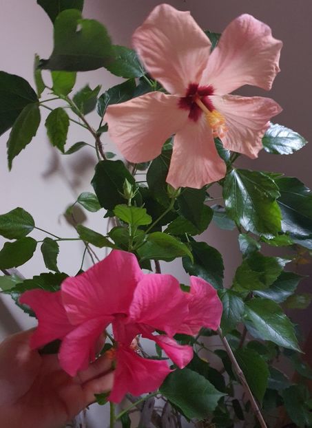  - Hibiscus