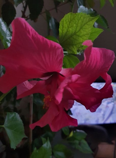  - Hibiscus