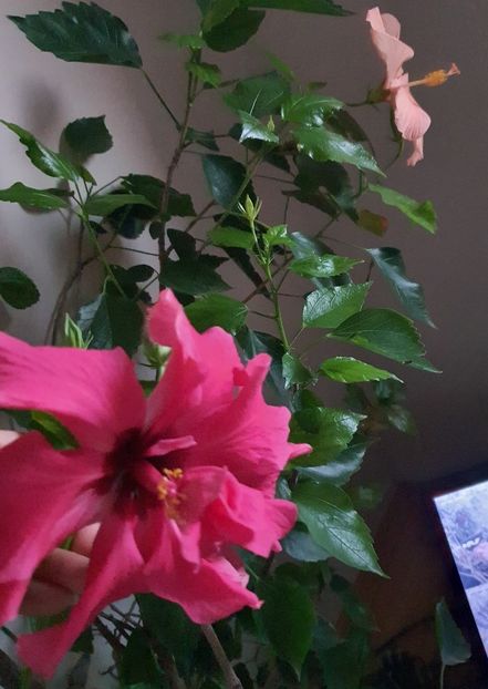  - Hibiscus