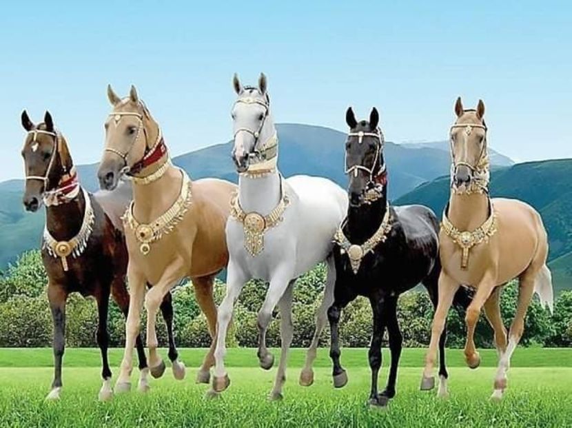  - Cai animale nobile