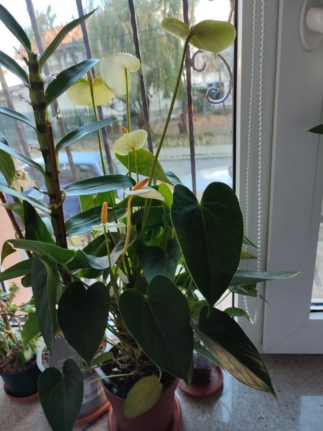  - Anthurium si suculente