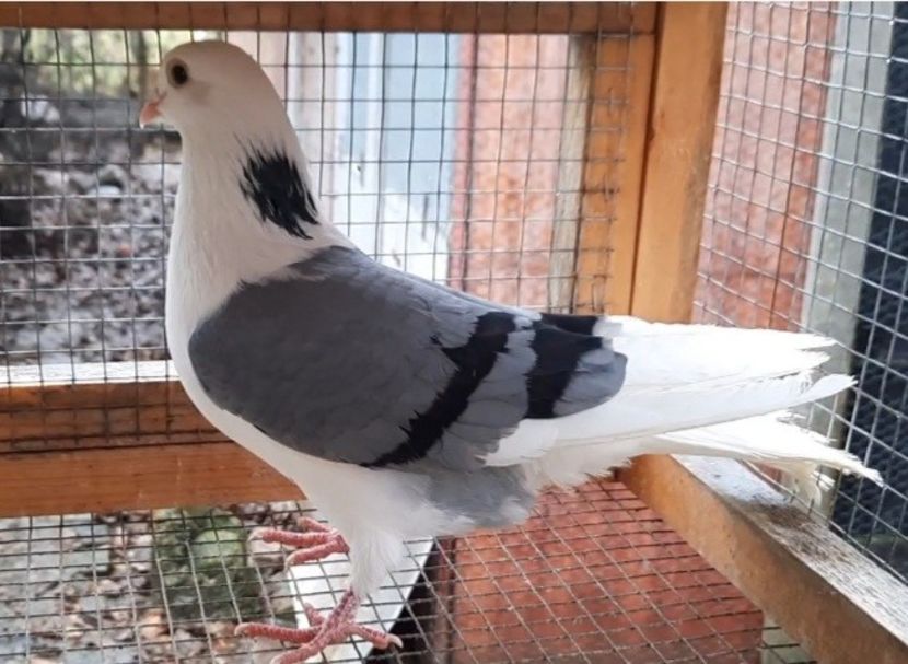 mascul  2021 - Plecați ALBUM 3