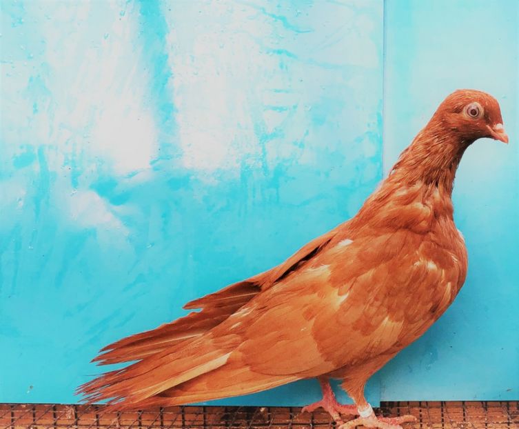 12728  femelă  2021 - Plecați ALBUM 3