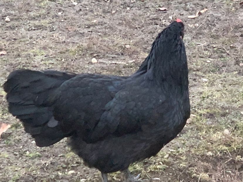 Australorp - D2 Păsările mele din februarie 2021 încolo