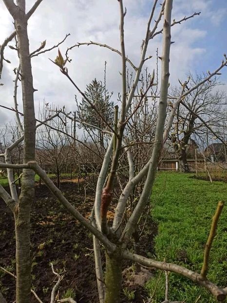 Altoire par - Pomi altoiti