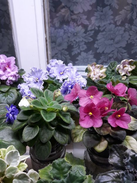  - 1 1 Violete Africane de Colecție