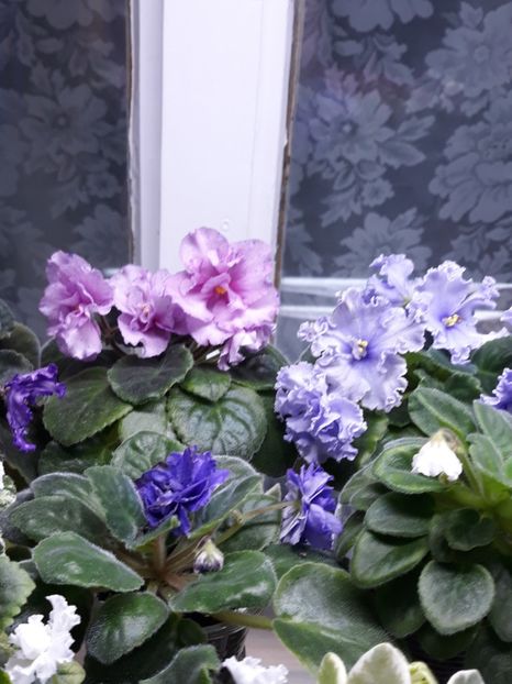  - 1 1 Violete Africane de Colecție