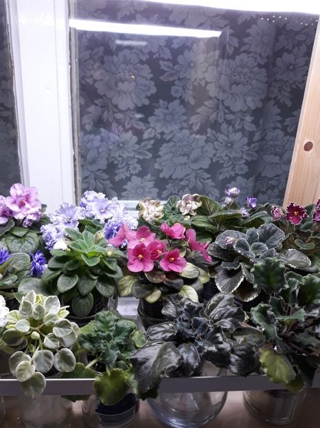  - 1 1 Violete Africane de Colecție