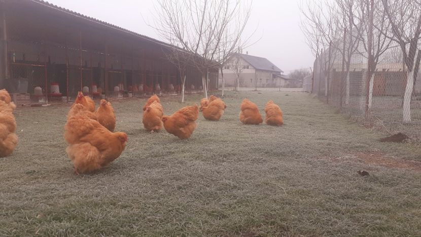 21.11.2021. - G ORPINGTON GALBEN