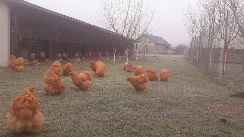  - G ORPINGTON GALBEN