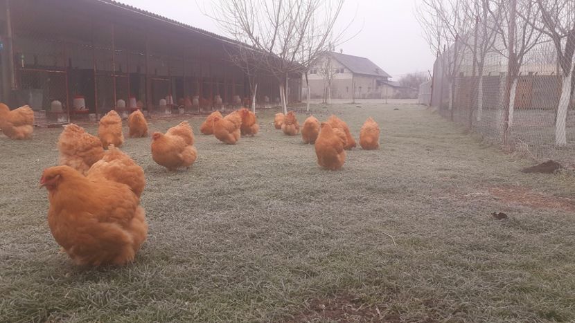  - G ORPINGTON GALBEN