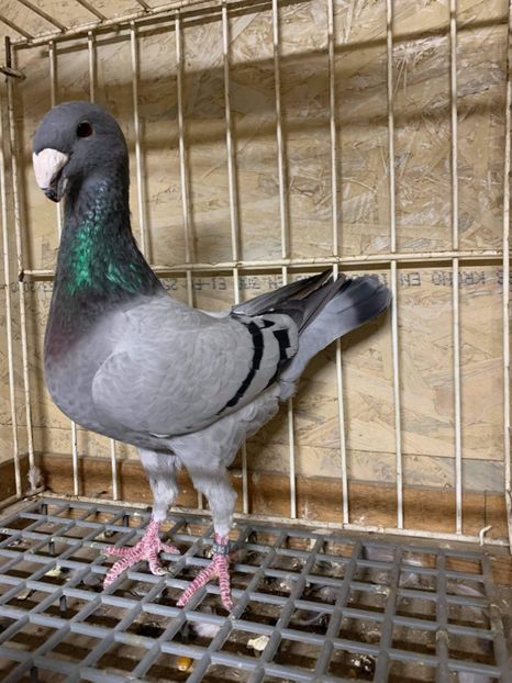 0F9D7BAB-A688-4995-A480-FB59F915A30B - femele 2022