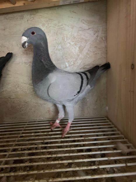 610B29A3-B4A1-4DD4-834C-ADBBCBAA56B2 - femele 2022