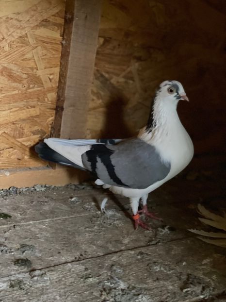 5D54277E-72B0-4FA5-BD1B-CB804865416E - Jucatori de Galați