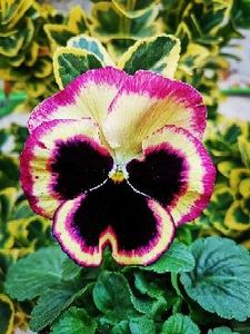 Panselute ❤️ - 0 0 2021