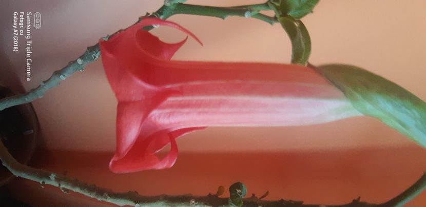  - Brugmansia super spot 2021