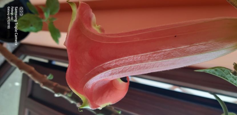  - Brugmansia super spot 2021