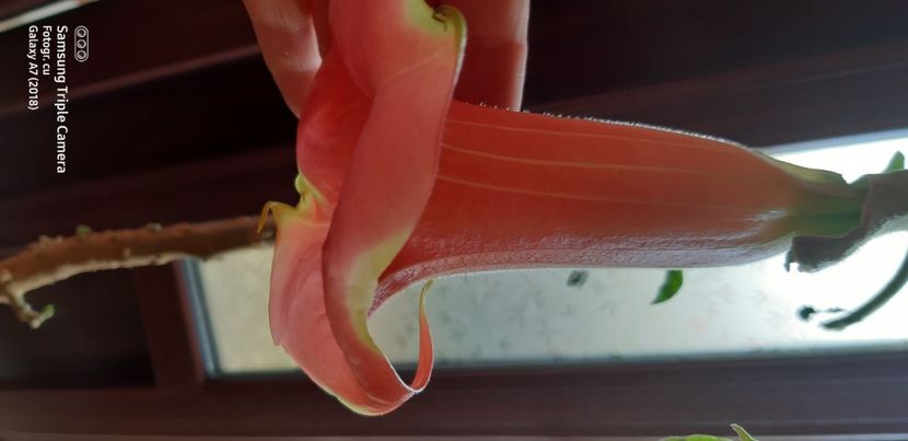  - Brugmansia super spot 2021