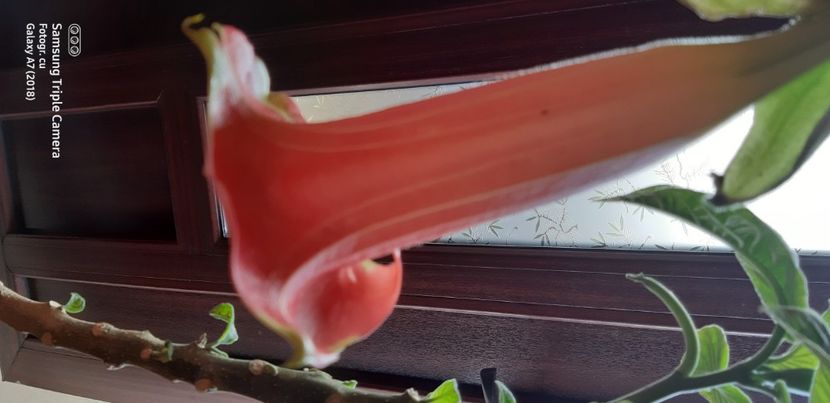 - Brugmansia super spot 2021