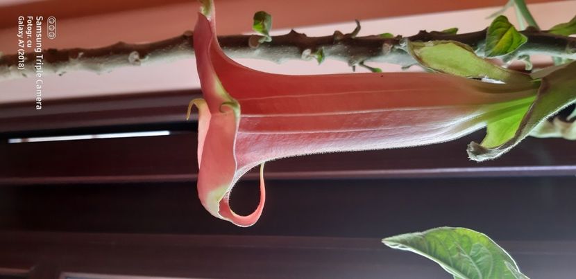  - Brugmansia super spot 2021