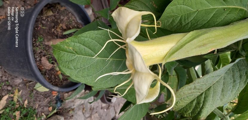  - Brugmansia Angels Summertime-2021