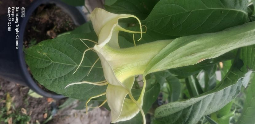  - Brugmansia Angels Summertime-2021