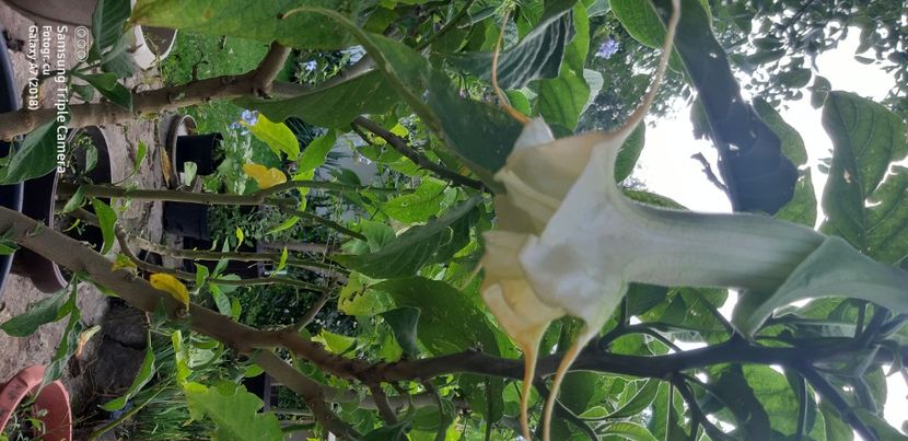  - Brugmansia Angels Summertime-2021