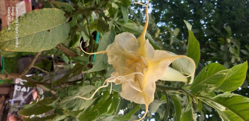  - Brugmansia Angels Summertime-2021